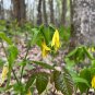 Bellwort Uvularia grandiflora 10 Seeds