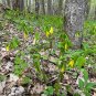 Bellwort Uvularia grandiflora 10 Seeds