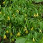 Bellwort Uvularia grandiflora 10 Seeds