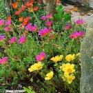 Moss Rose Single Mix 1000 Seeds Portulaca grandiflora Moss Rose Single Mix 1000 Seeds Portulaca grandiflora