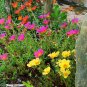 Moss Rose Single Mix 1000 Seeds Portulaca grandiflora