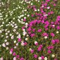Moss Rose Single Mix 1000 Seeds Portulaca grandiflora