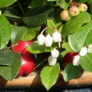 Wintergreen  20 Seeds  Gaultheria procumbens