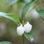 Wintergreen  20 Seeds  Gaultheria procumbens