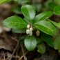 Wintergreen  20 Seeds  Gaultheria procumbens