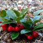 Wintergreen  20 Seeds  Gaultheria procumbens