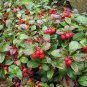 Wintergreen  20 Seeds  Gaultheria procumbens
