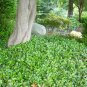 Wintergreen  20 Seeds  Gaultheria procumbens