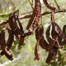 Carob Tree 25 Seeds Locust Tree Ceratonia siliqua