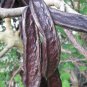 Carob Tree 25 Seeds Locust Tree Ceratonia siliqua