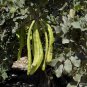 Carob Tree 25 Seeds Locust Tree Ceratonia siliqua