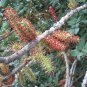 Carob Tree 25 Seeds Locust Tree Ceratonia siliqua