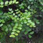 Carob Tree 25 Seeds Locust Tree Ceratonia siliqua