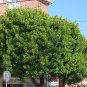 Carob Tree 25 Seeds Locust Tree Ceratonia siliqua