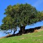 Carob Tree 25 Seeds Locust Tree Ceratonia siliqua