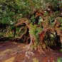 Carob Tree 25 Seeds Locust Tree Ceratonia siliqua