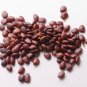 Carob Tree 25 Seeds Locust Tree Ceratonia siliqua