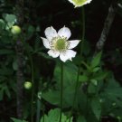 Tall Thimbleweed 100 Seeds Anemone virginiana Tall Thimbleweed 100 Seeds Anemone virginiana