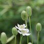 Tall Thimbleweed 100 Seeds Anemone virginiana