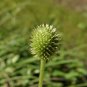 Tall Thimbleweed 100 Seeds Anemone virginiana