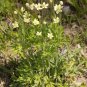Tall Thimbleweed 100 Seeds Anemone virginiana
