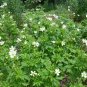 Tall Thimbleweed 100 Seeds Anemone virginiana