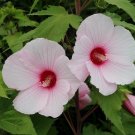 Halbertleaf Rosemallow  100 Seeds  Hibiscus laevis