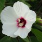 Halbertleaf Rosemallow 100 Seeds Hibiscus laevis