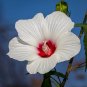 Halbertleaf Rosemallow 100 Seeds Hibiscus laevis