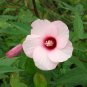 Halbertleaf Rosemallow 100 Seeds Hibiscus laevis