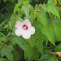 Halbertleaf Rosemallow 100 Seeds Hibiscus laevis