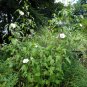 Halbertleaf Rosemallow 100 Seeds Hibiscus laevis