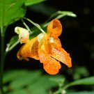Jewelweed 30 Seeds Impatiens capensis Jewelweed 30 Seeds Impatiens capensis