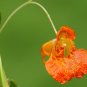 Jewelweed 30 Seeds Impatiens capensis