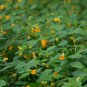 Jewelweed 30 Seeds Impatiens capensis