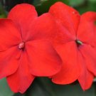 Red Impatiens  100 Seeds  Impatiens walleriana
