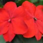 Red Impatiens  100 Seeds  Impatiens walleriana