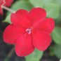 Red Impatiens  100 Seeds  Impatiens walleriana