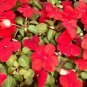 Red Impatiens 100 Seeds Impatiens walleriana