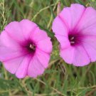 Bush Morning Glory Ipomoea leptophylla 10 Seeds