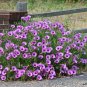 Bush Morning Glory Ipomoea leptophylla 10 Seeds