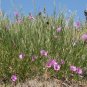Bush Morning Glory Ipomoea leptophylla 10 Seeds