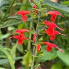 Scarlet Sage  1000 Seeds  Salvia coccinea