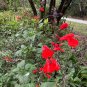 Scarlet Sage  1000 Seeds  Salvia coccinea
