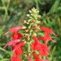 Scarlet Sage  1000 Seeds  Salvia coccinea