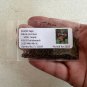 Scarlet Sage  1000 Seeds  Salvia coccinea