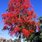 Flame Tree Brachychiton acerifolius 20 Seeds Flame Tree Brachychiton acerifolius 20 Seeds