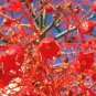 Flame Tree Brachychiton acerifolius 20 Seeds