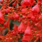 Flame Tree Brachychiton acerifolius 20 Seeds