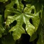 Flame Tree Brachychiton acerifolius 20 Seeds